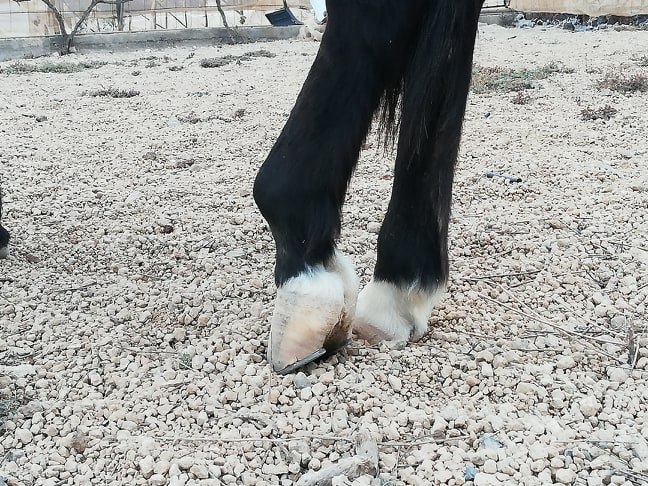 Animal