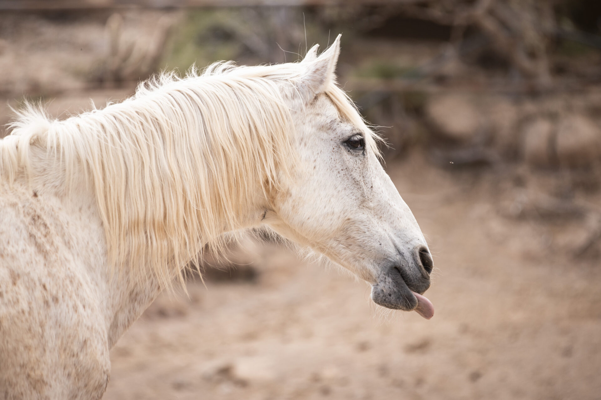 rescue horse