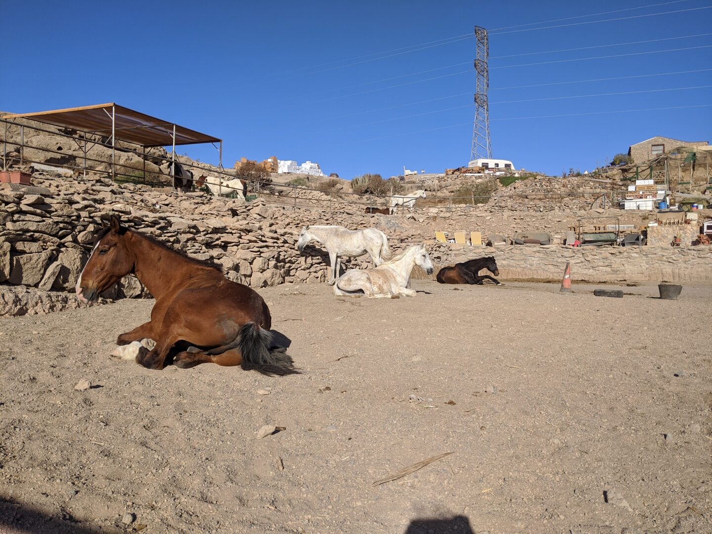 horses sleeping relaxed