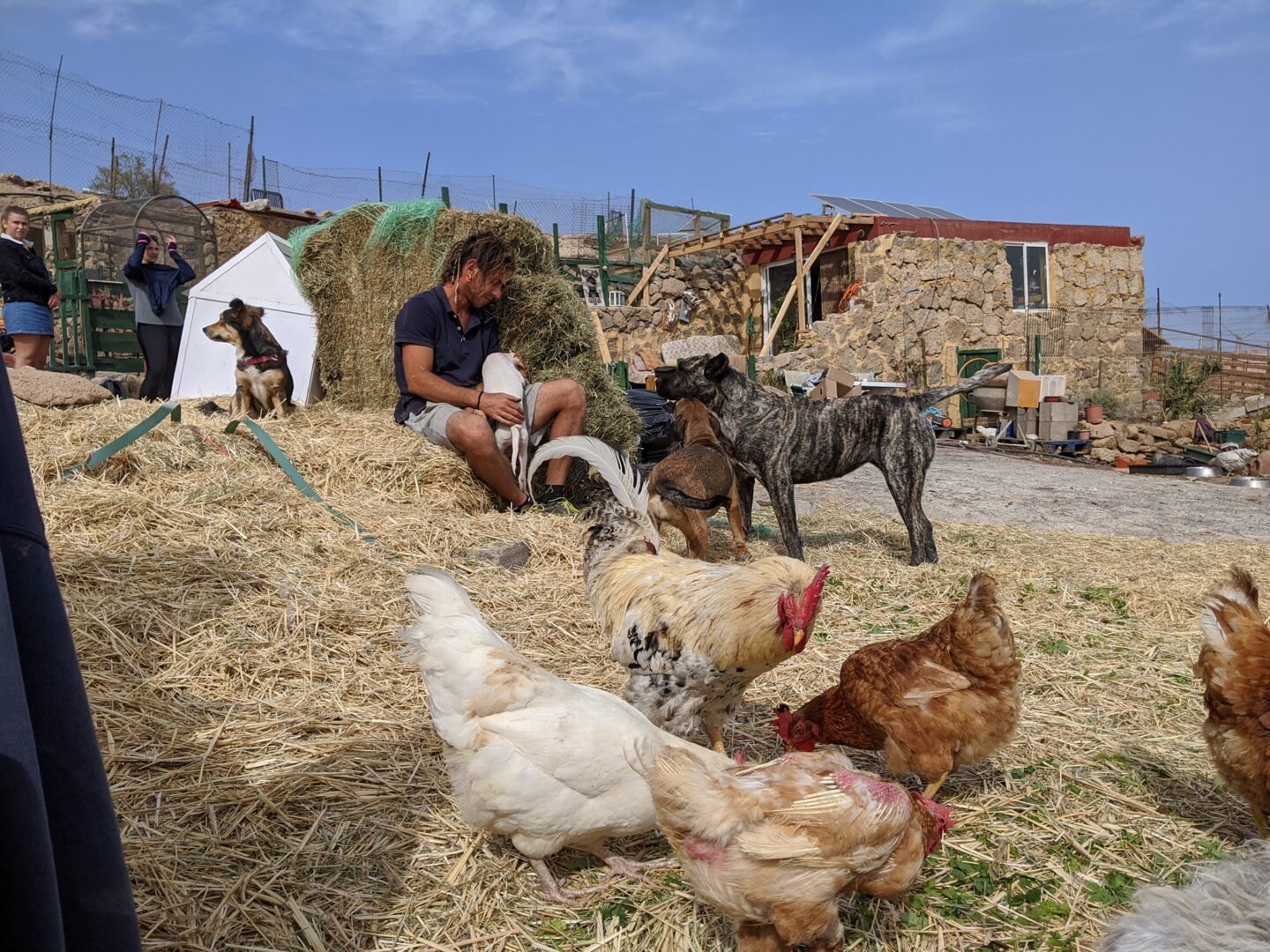 rescue animals chickens and dogs