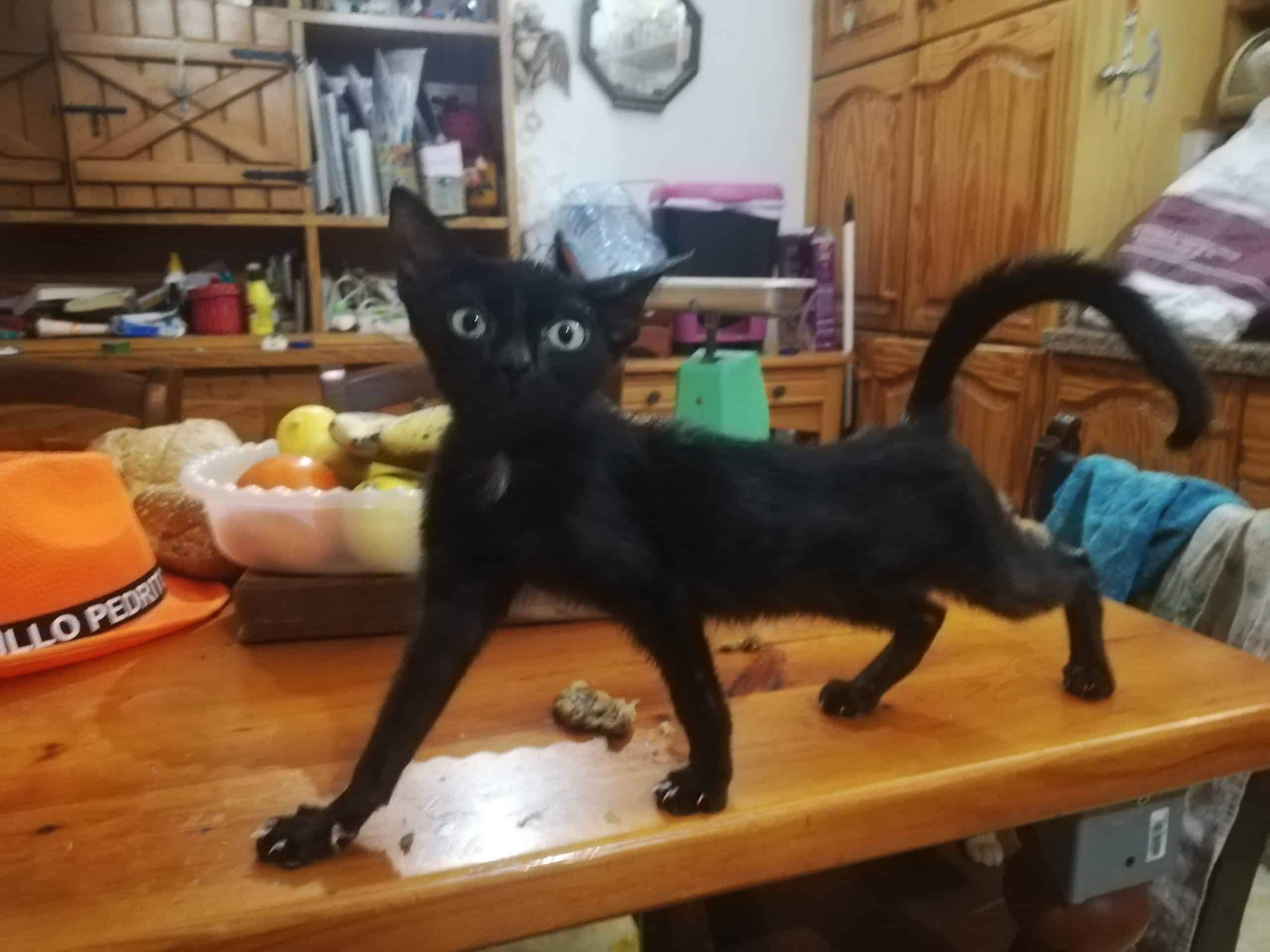 Animal