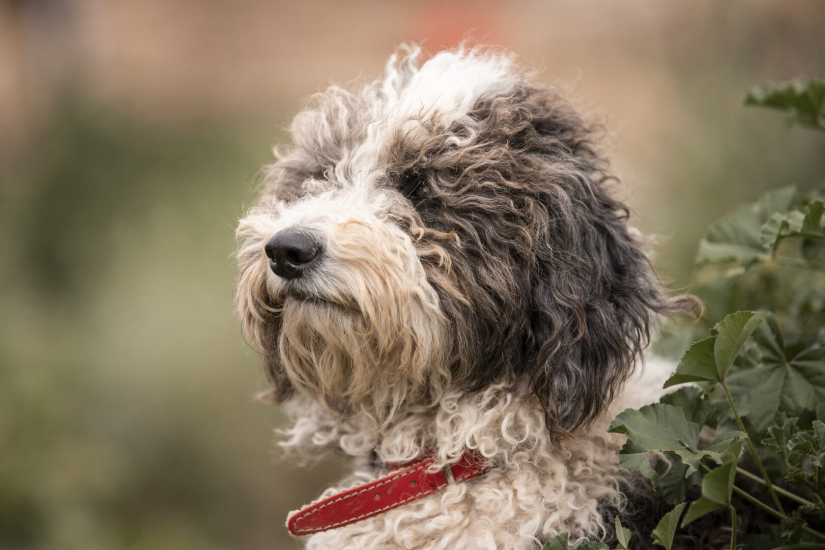 rescue dog