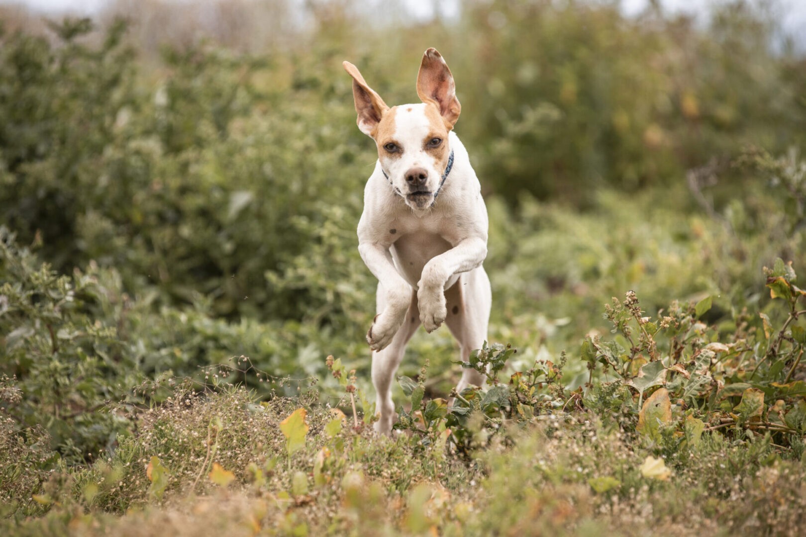crazy pointer dog