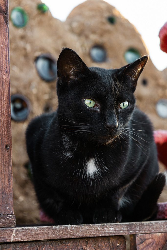 Animal