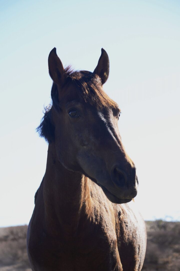 Animal