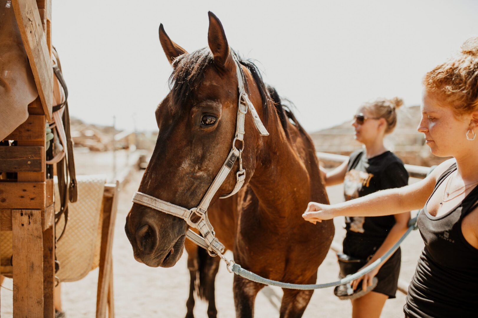 horse sanctuary