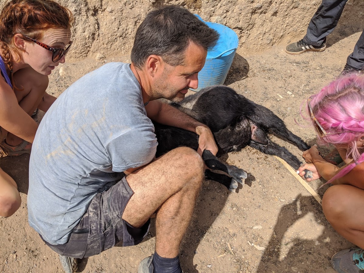 goat castration volunteer