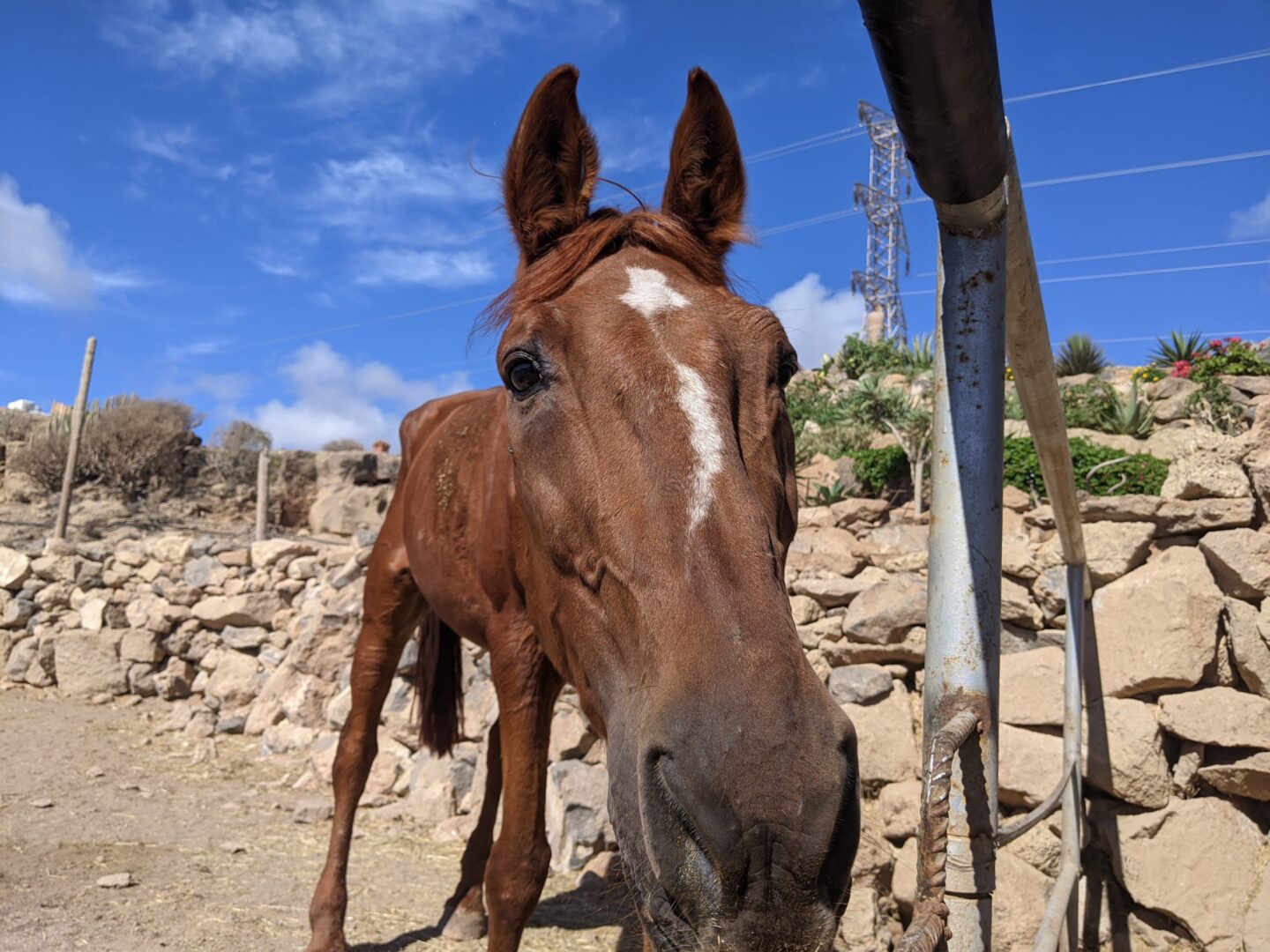 horse rescue face