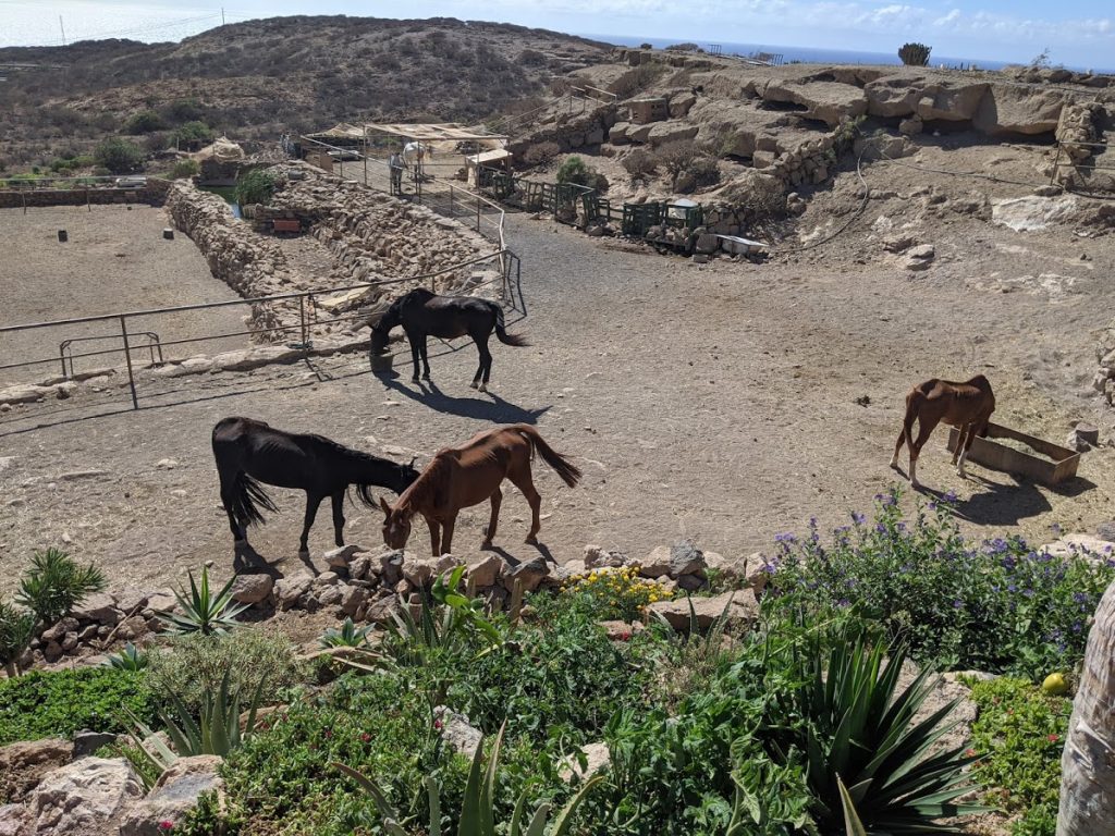 rescue horse paddock