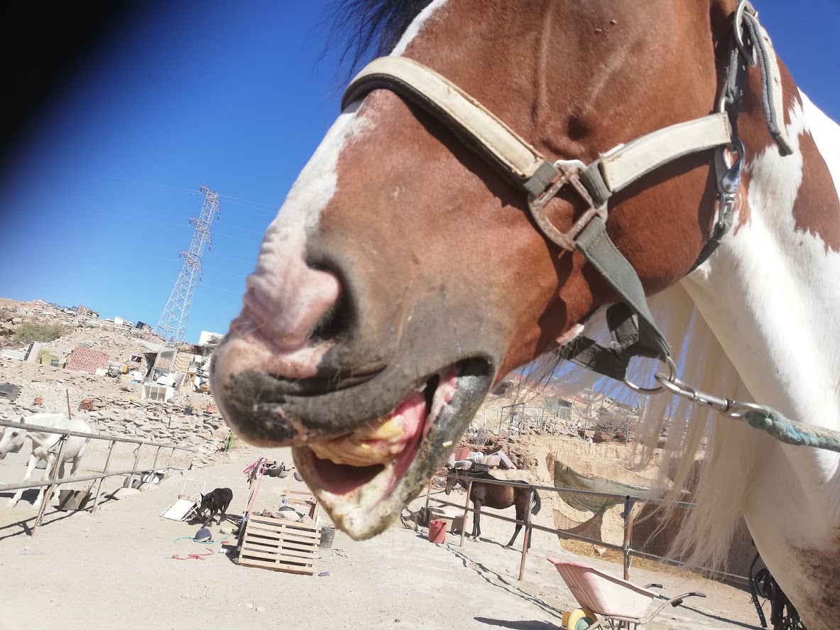 rescue horse mouth