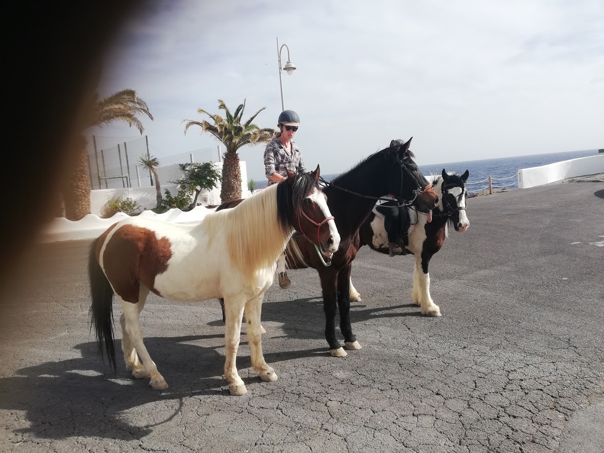 horse rescue riding