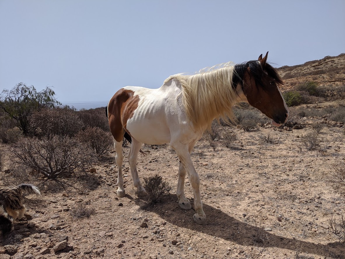 horse with bad legs