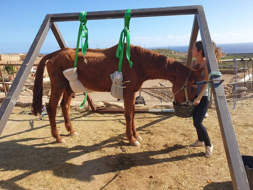 sick horse in a sling
