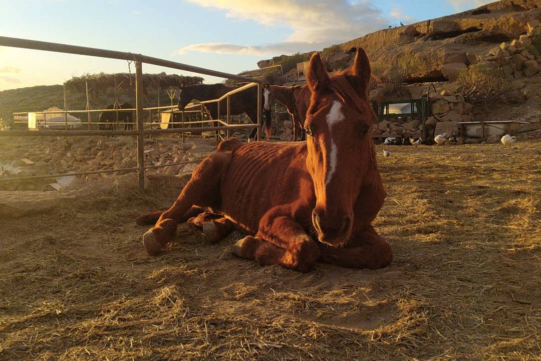 sad horse laying down