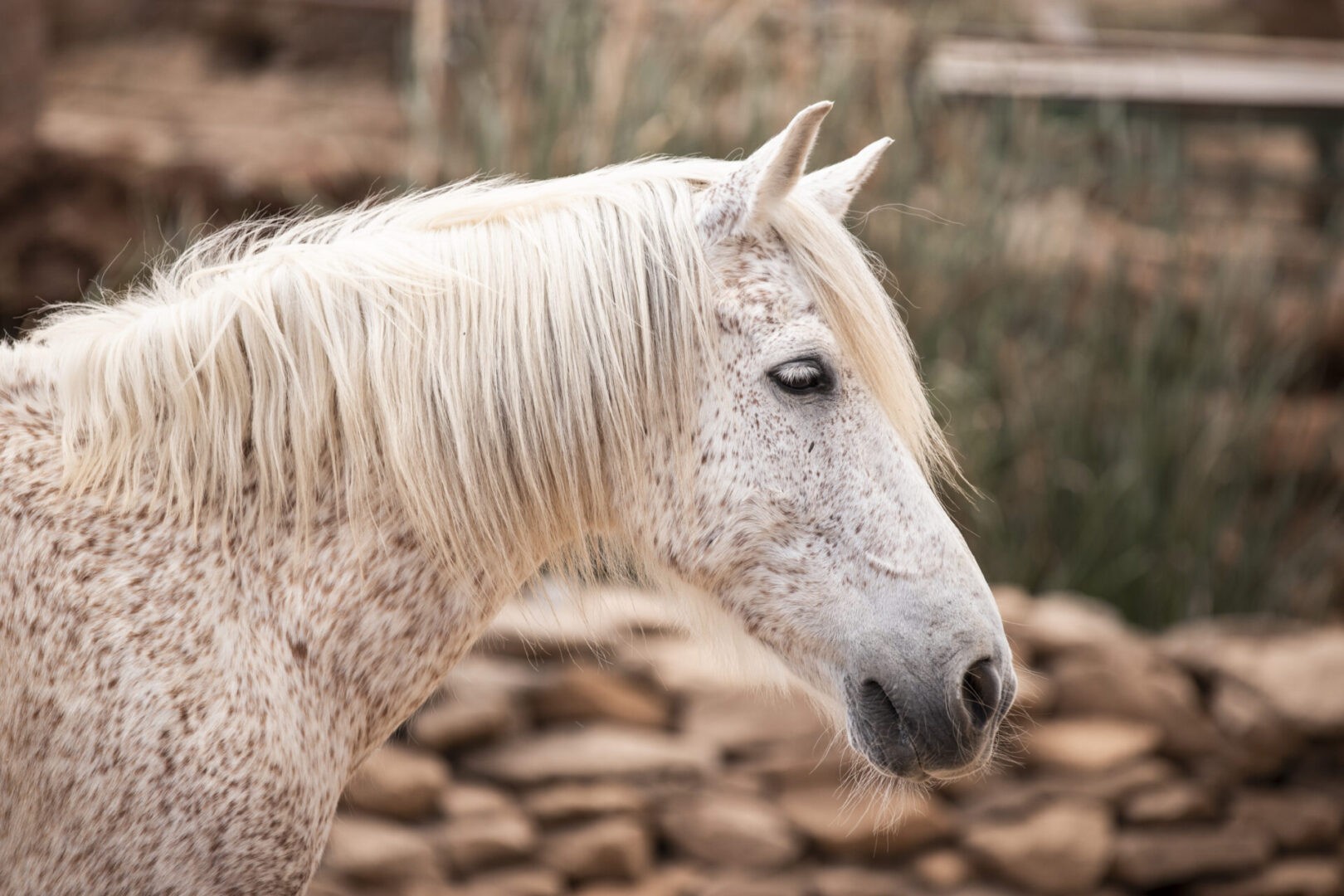 rescue horse