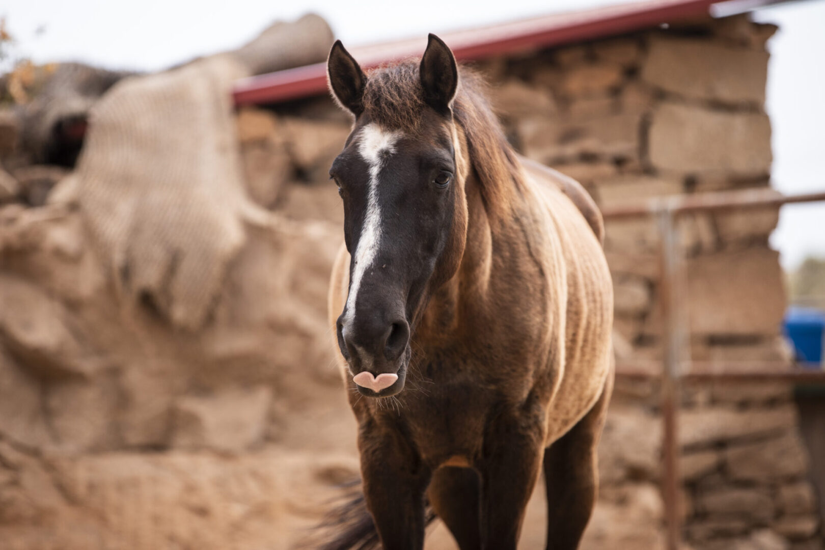 rescue horse