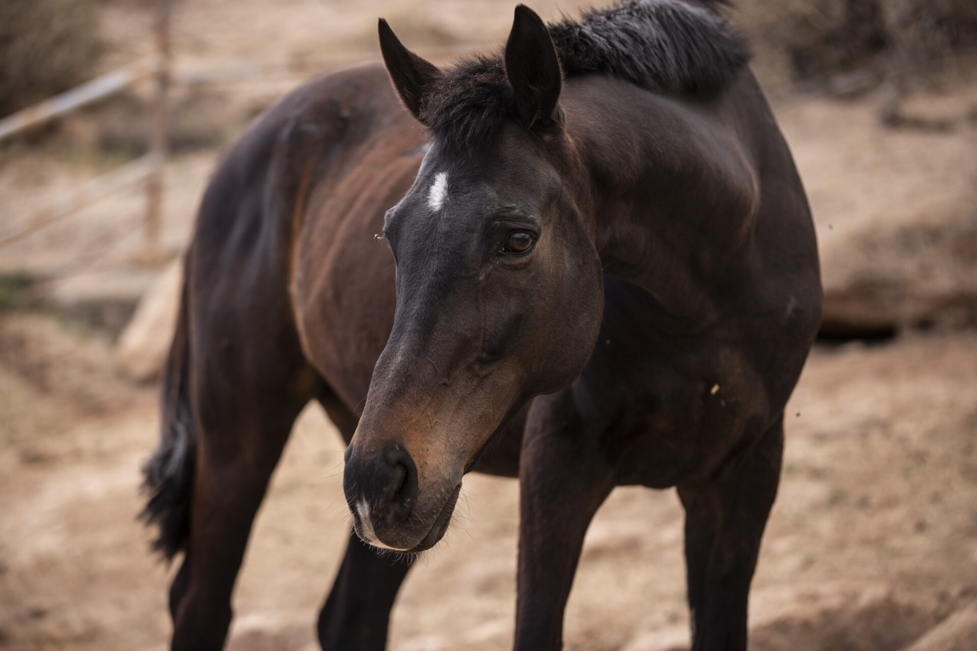 rescue horse