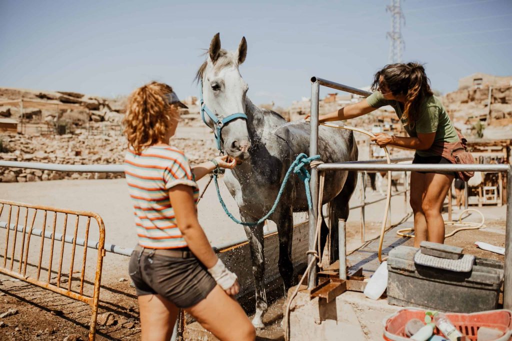 rescue horse in Canary Islands