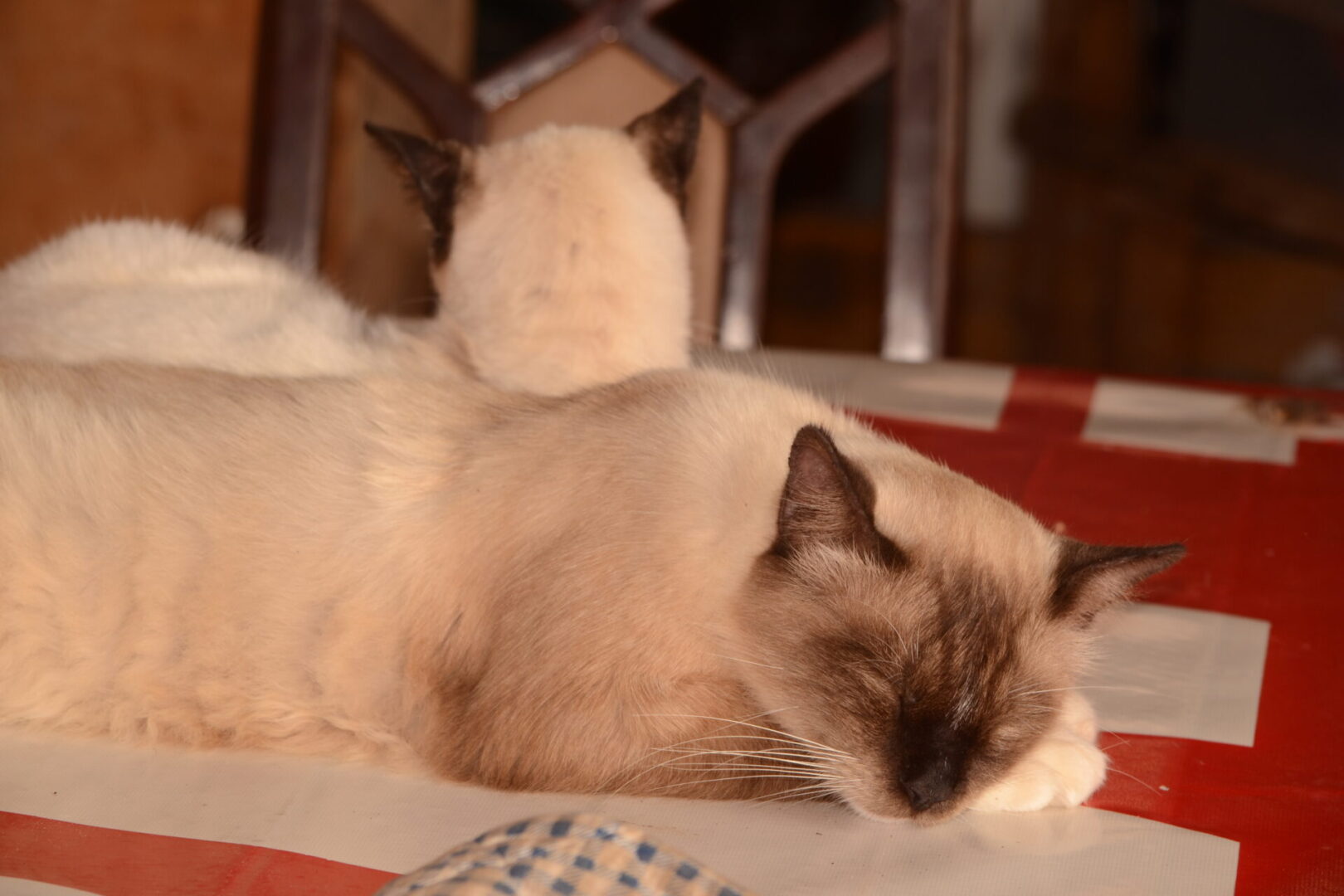 rescue cat