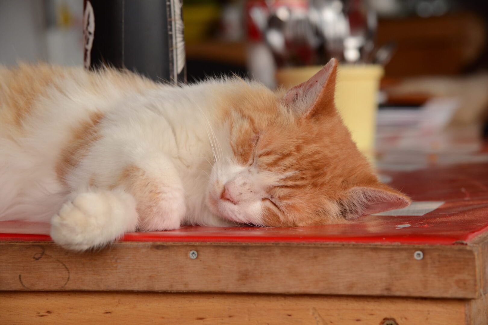 rescue cat