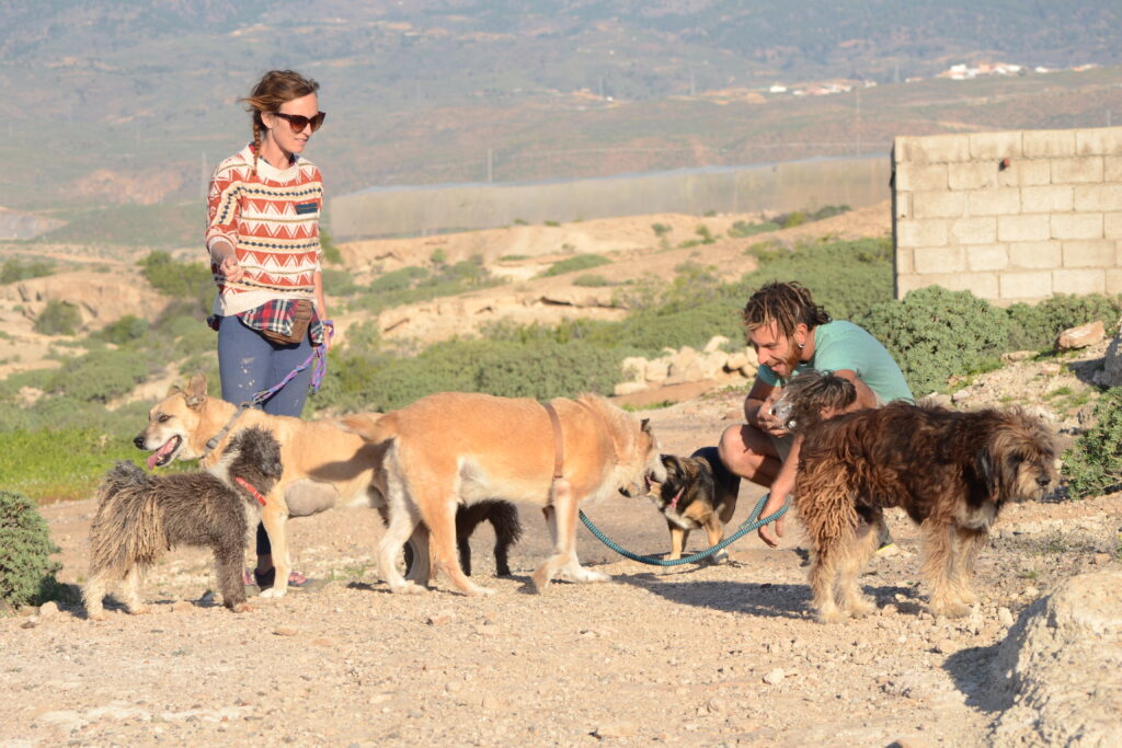 New rescues meeting finca dogs