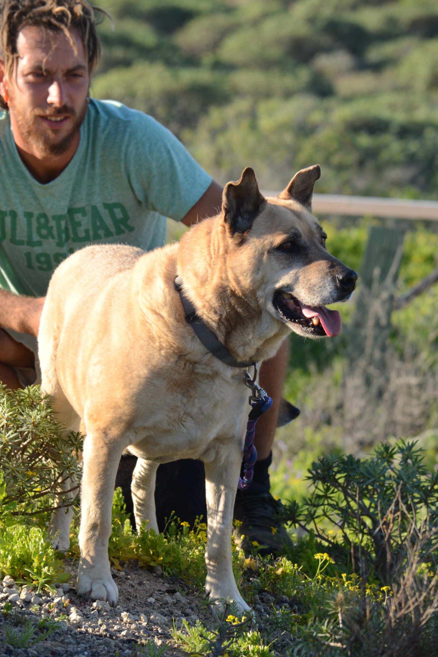 rescue dog