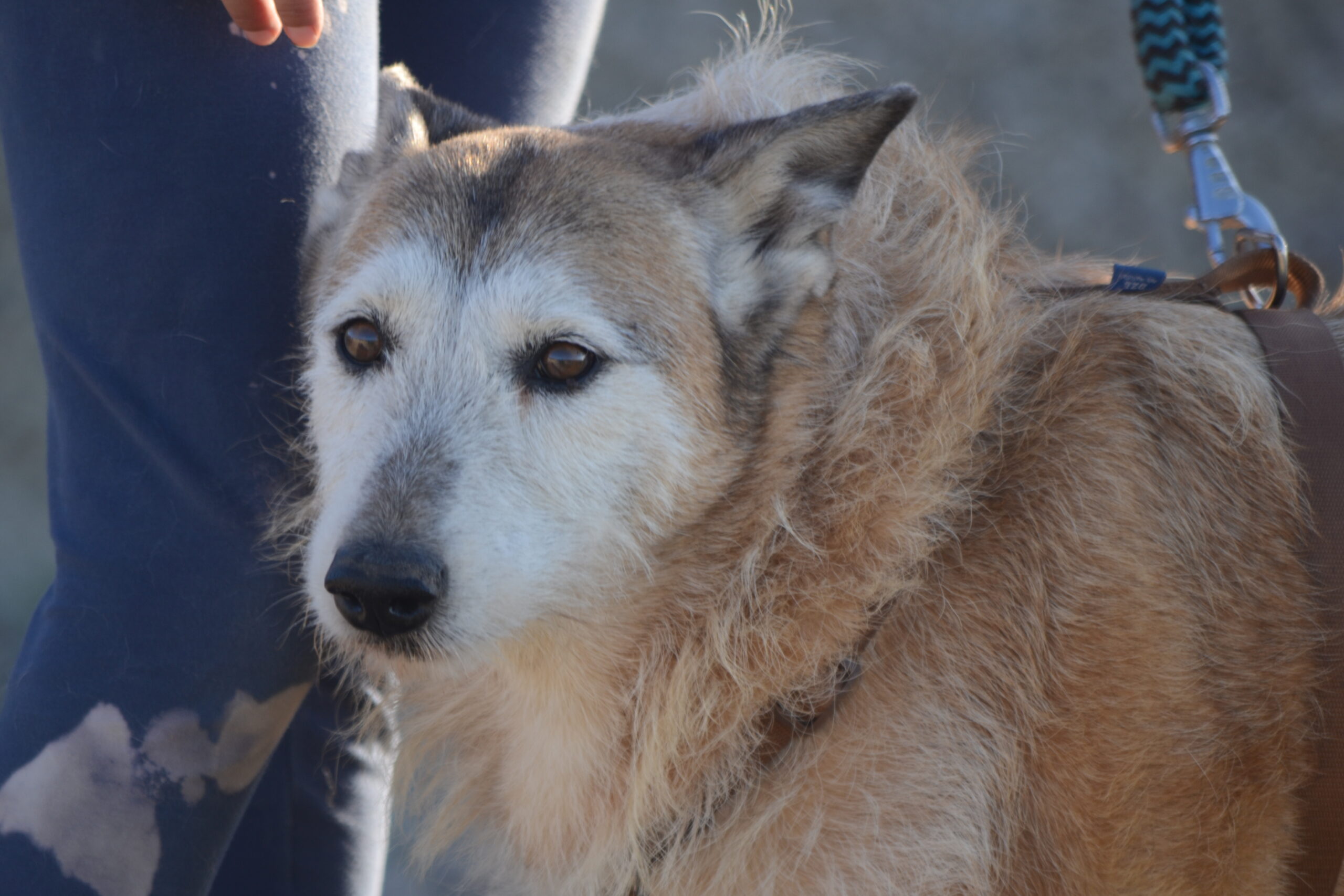 rescue dog