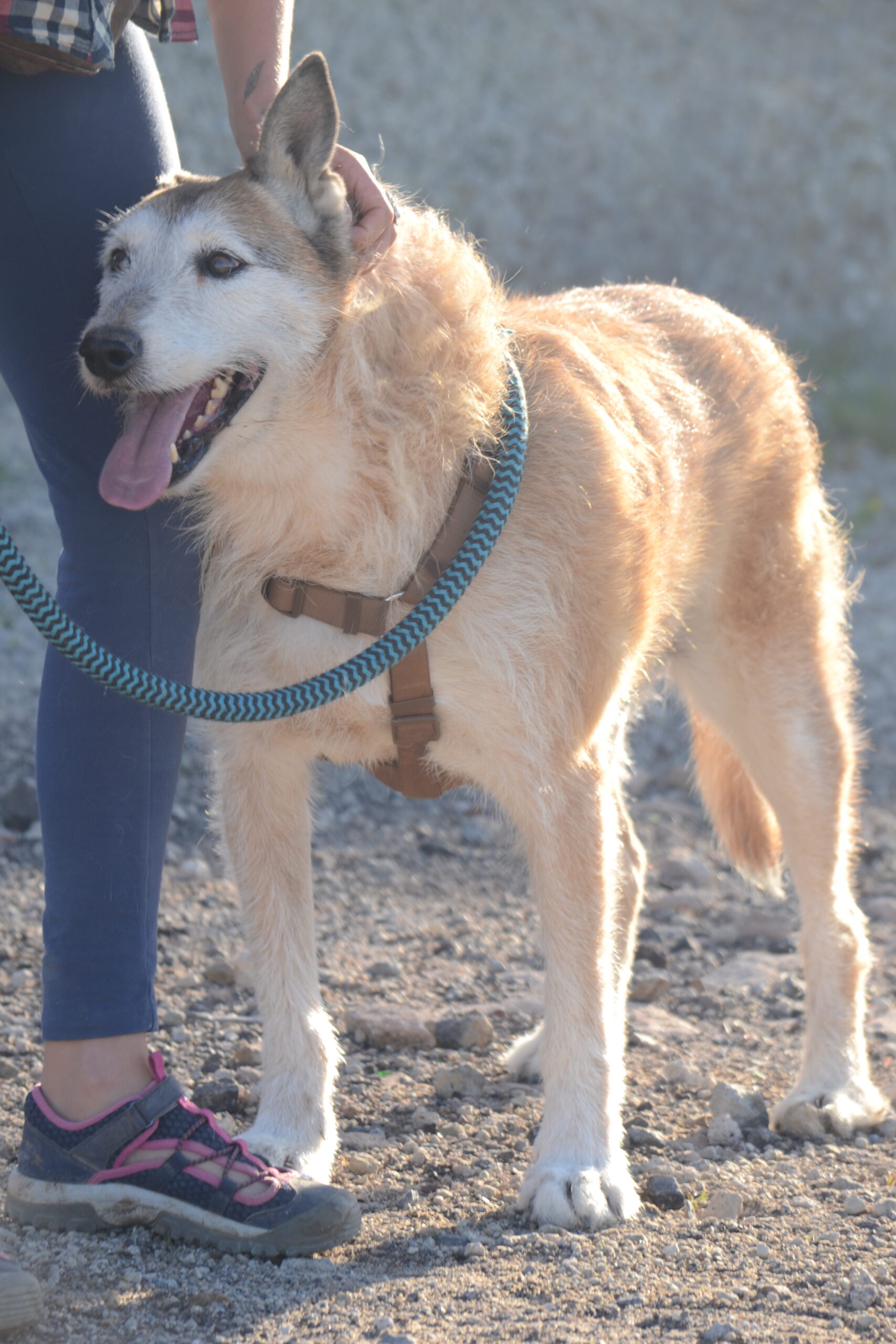 rescue dog