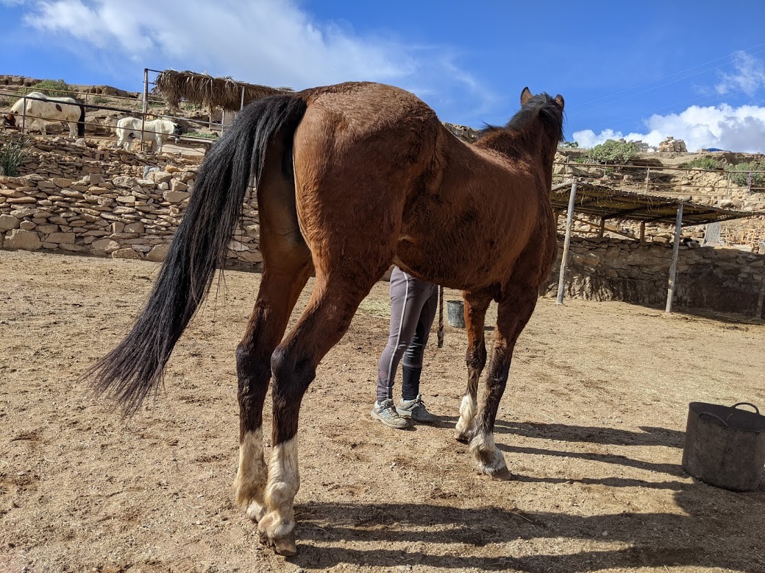 rescue horse