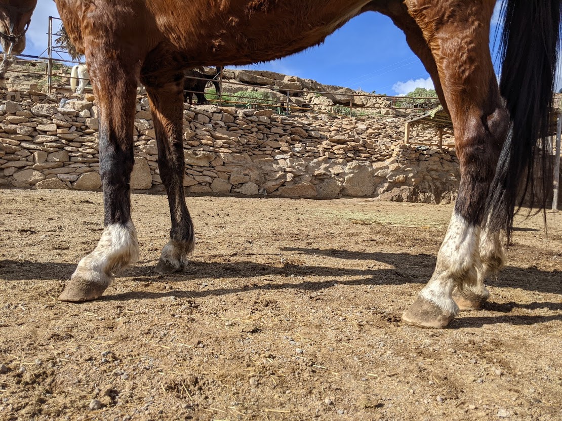 rescue horse