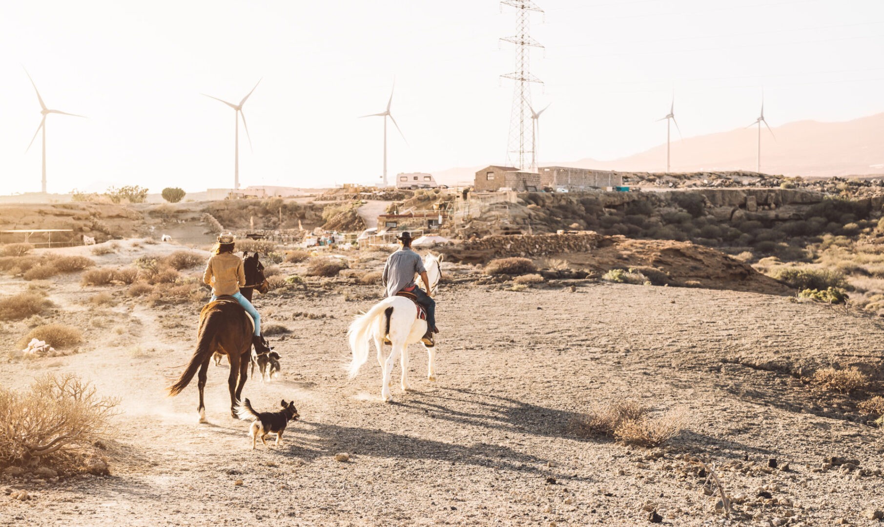 rescue horses