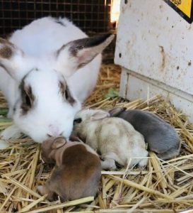 mummy rabbit and babies