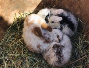 baby bunnies