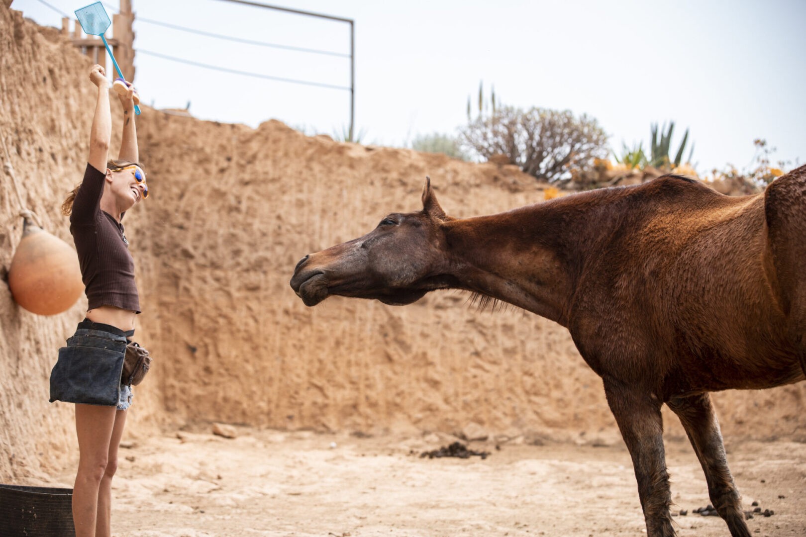 rescue horse