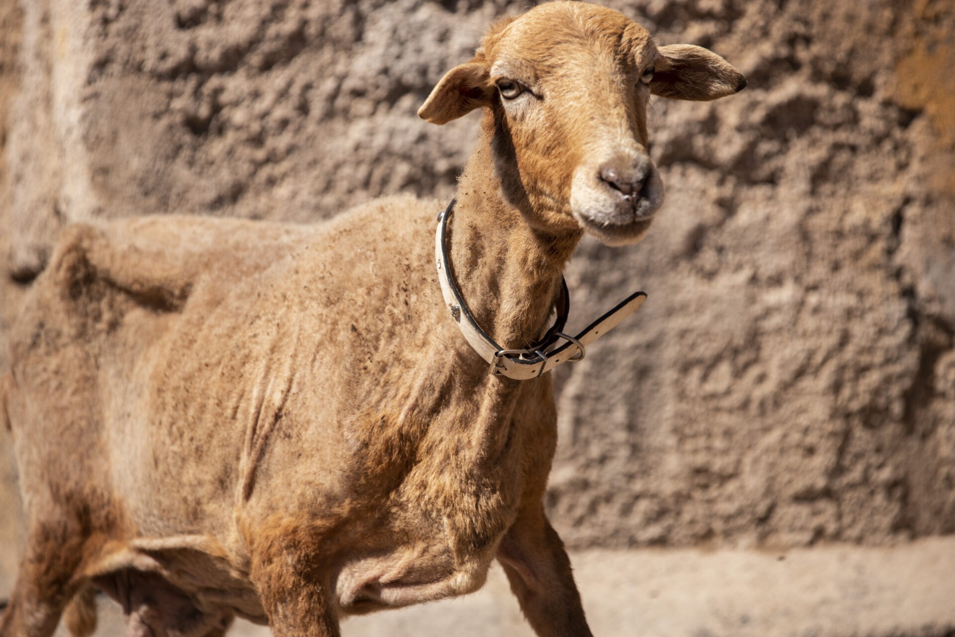 rescue sheep