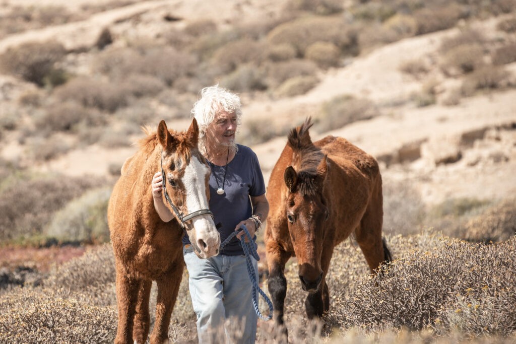 steve travis walks rescue horses