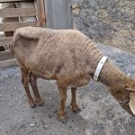 poor rescue sheep
