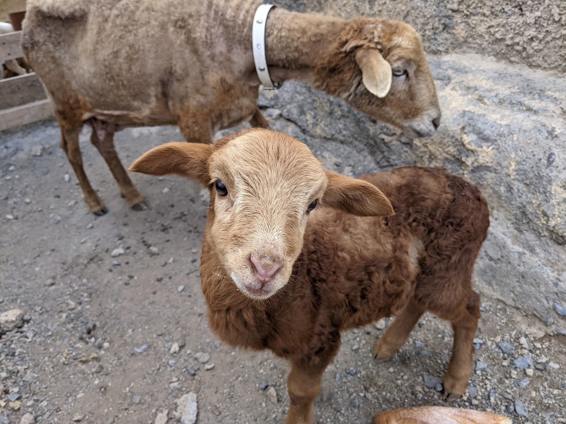 poor sheep mum and baby
