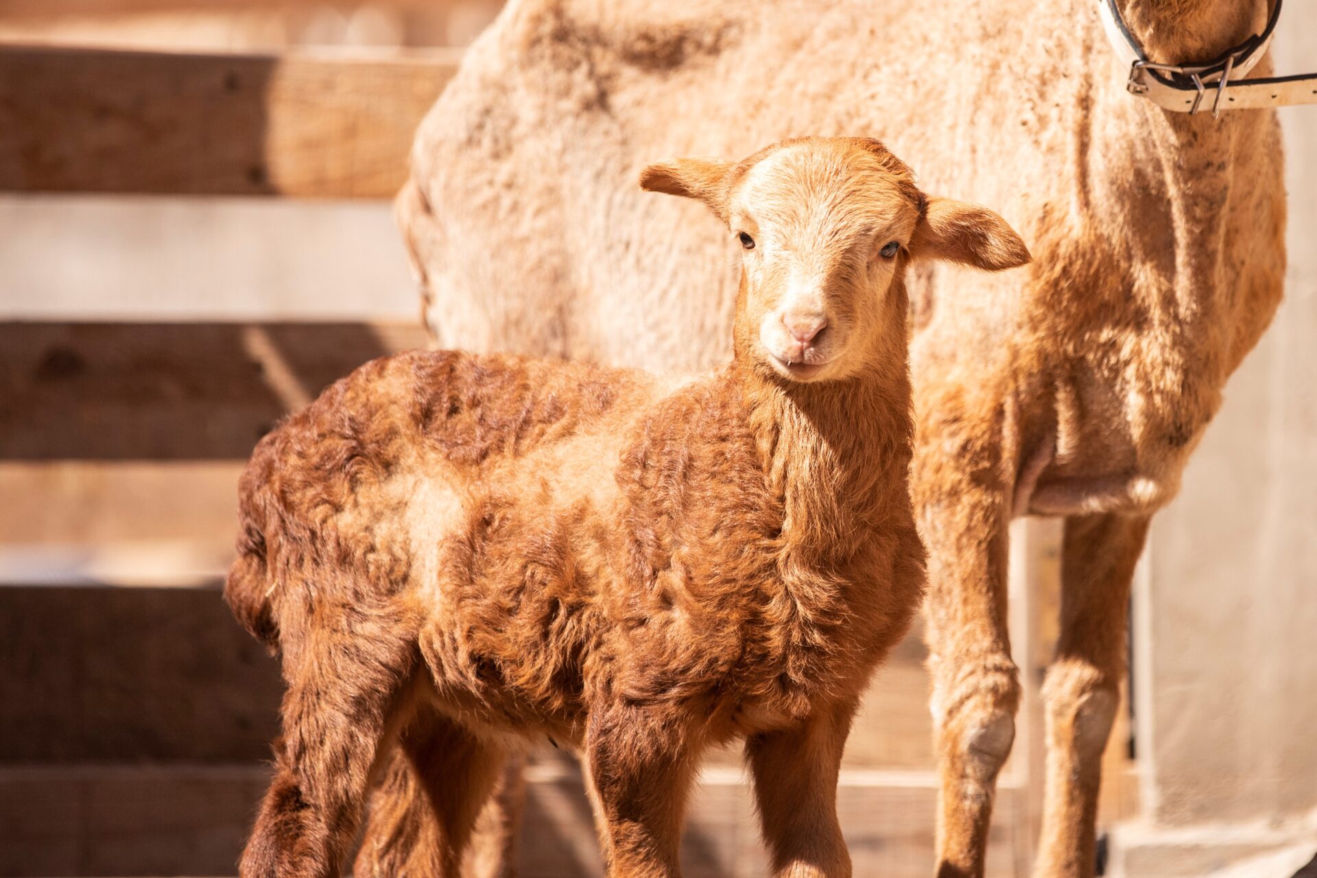 baby-sheep