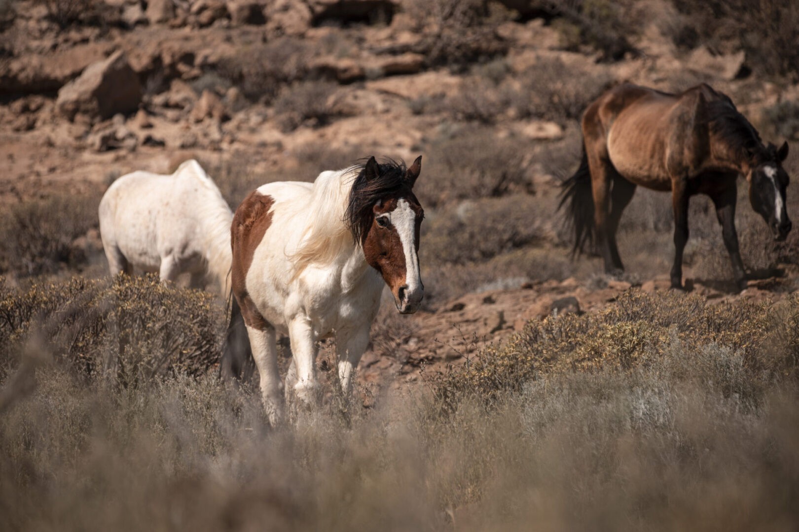 rescue horses