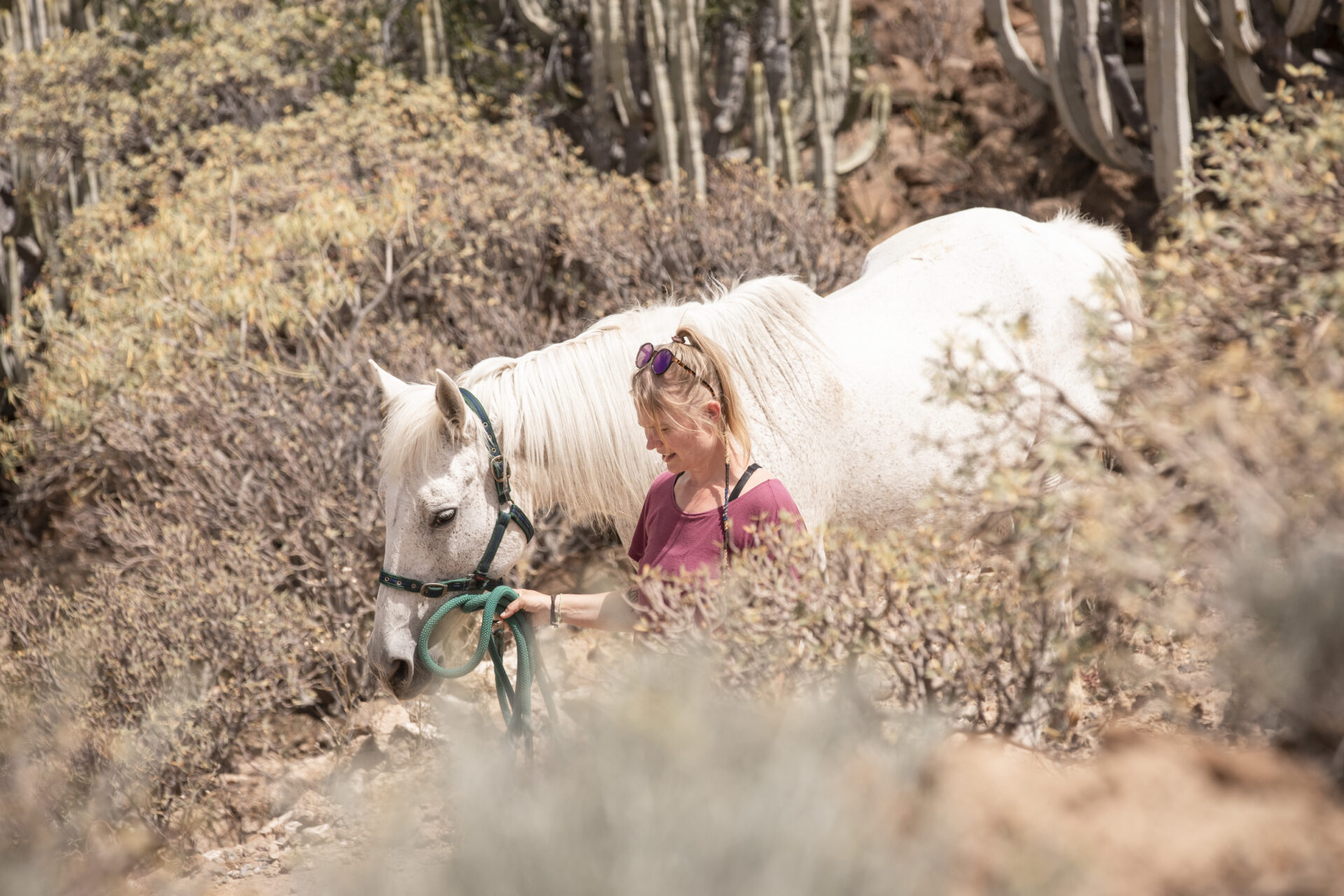 deutsch horse rescue