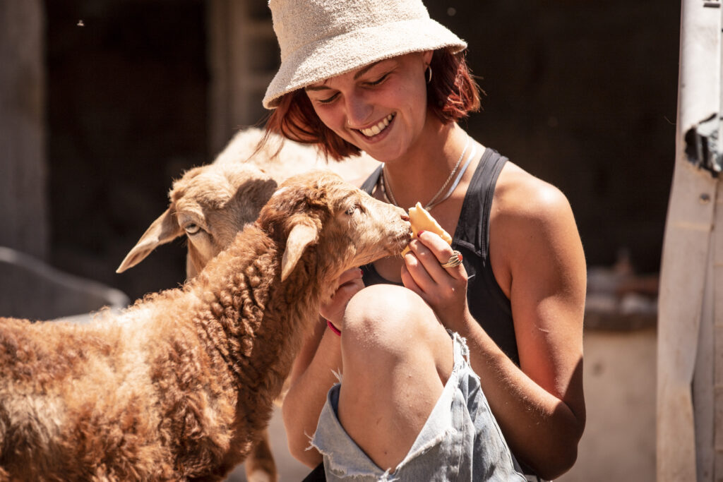 volunteer feeding animals