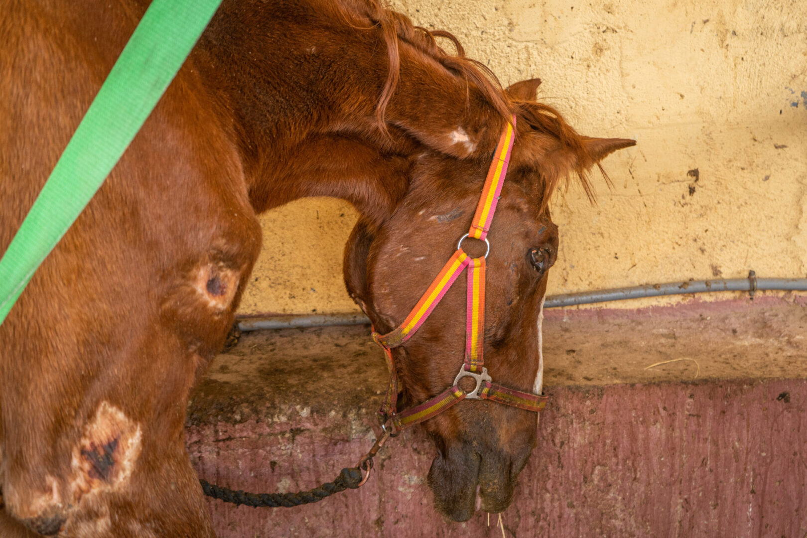 sick horse in pain