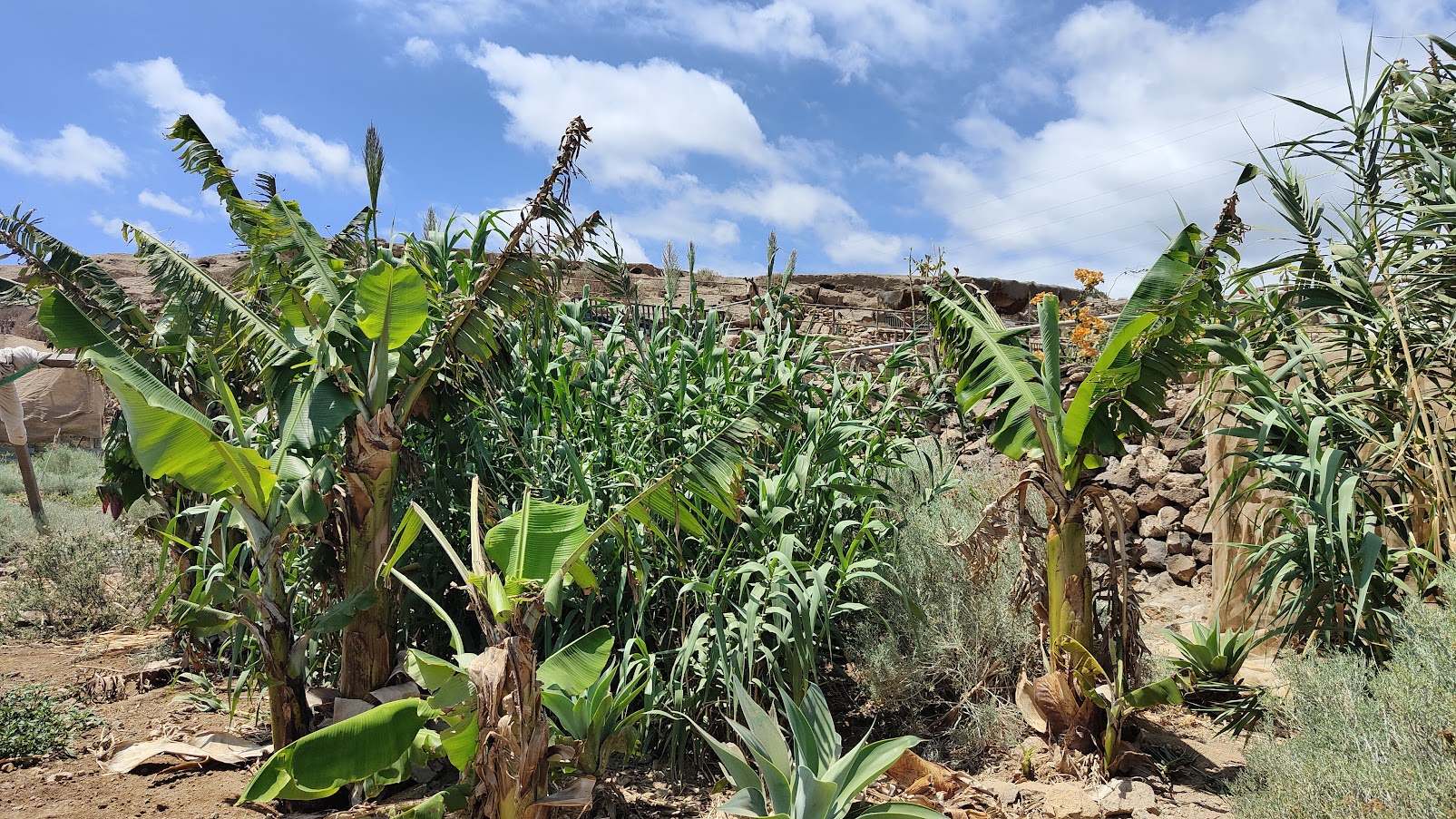 the garden