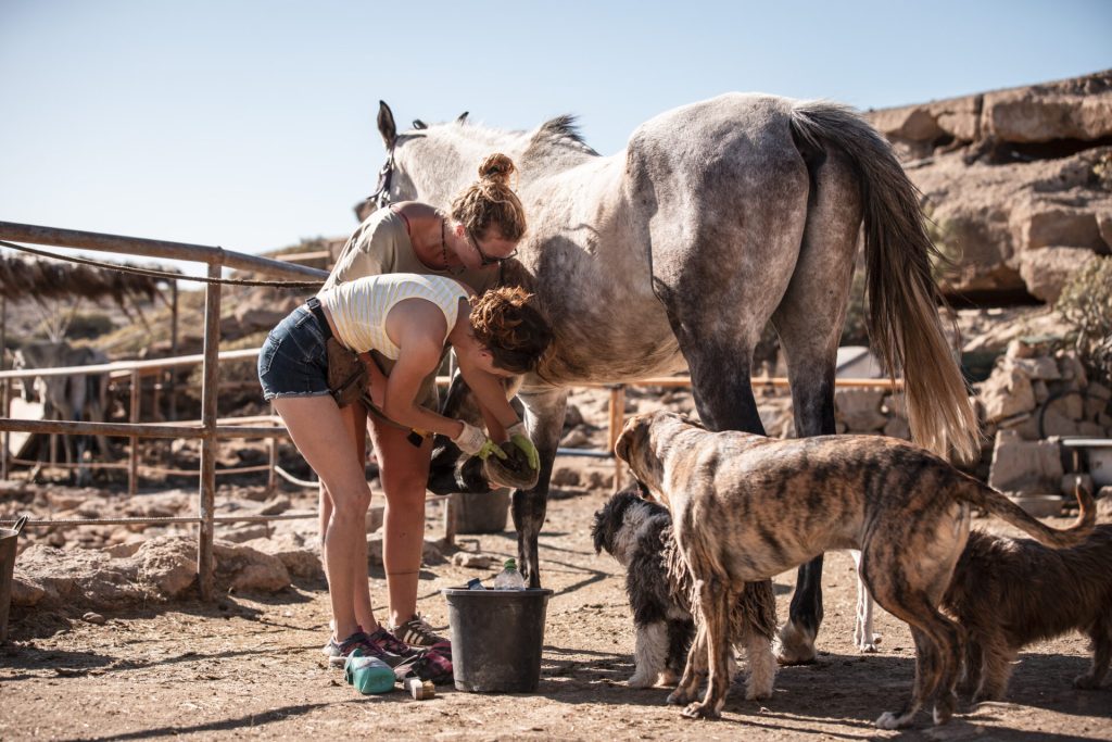 horse rescue emergency sponsor