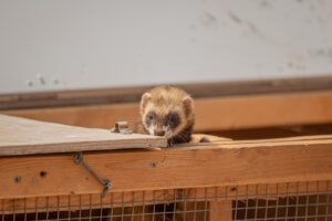 Animals at the finca