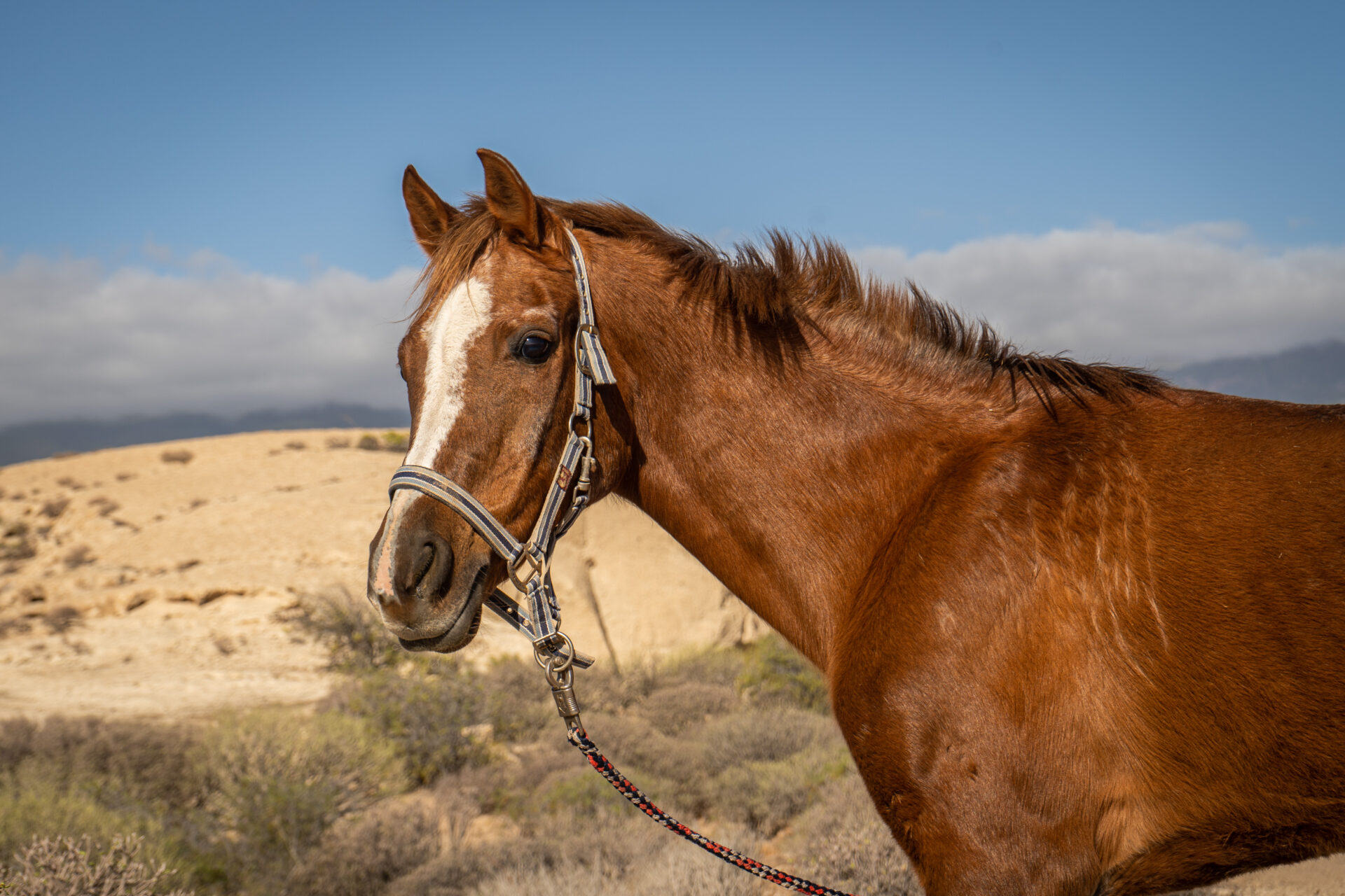 Ava - Rescue Horse