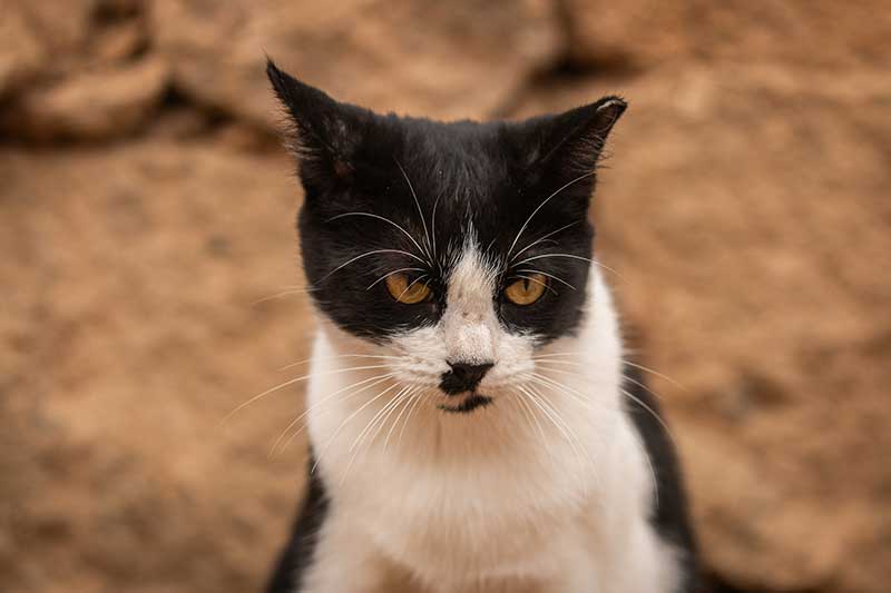 Animal