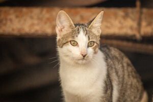 Rescue cat - Ping