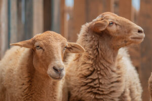 Rescue sheep